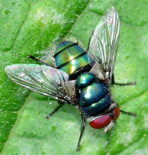 Réf. 295 136 : Chrysomya albiceps
